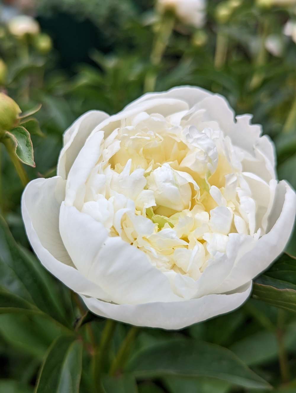 Pæon 'Duchesse de Nemours'